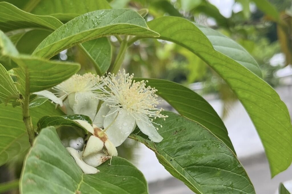 バンシルーの花が咲き始めました