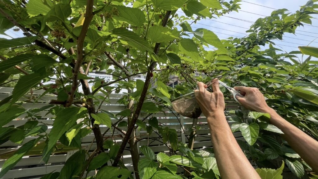 シマグワの実を収穫しました